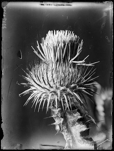 Gros plan d'une fleur, chardon