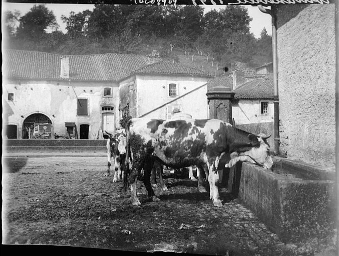 Vaches dans la cour de ferme