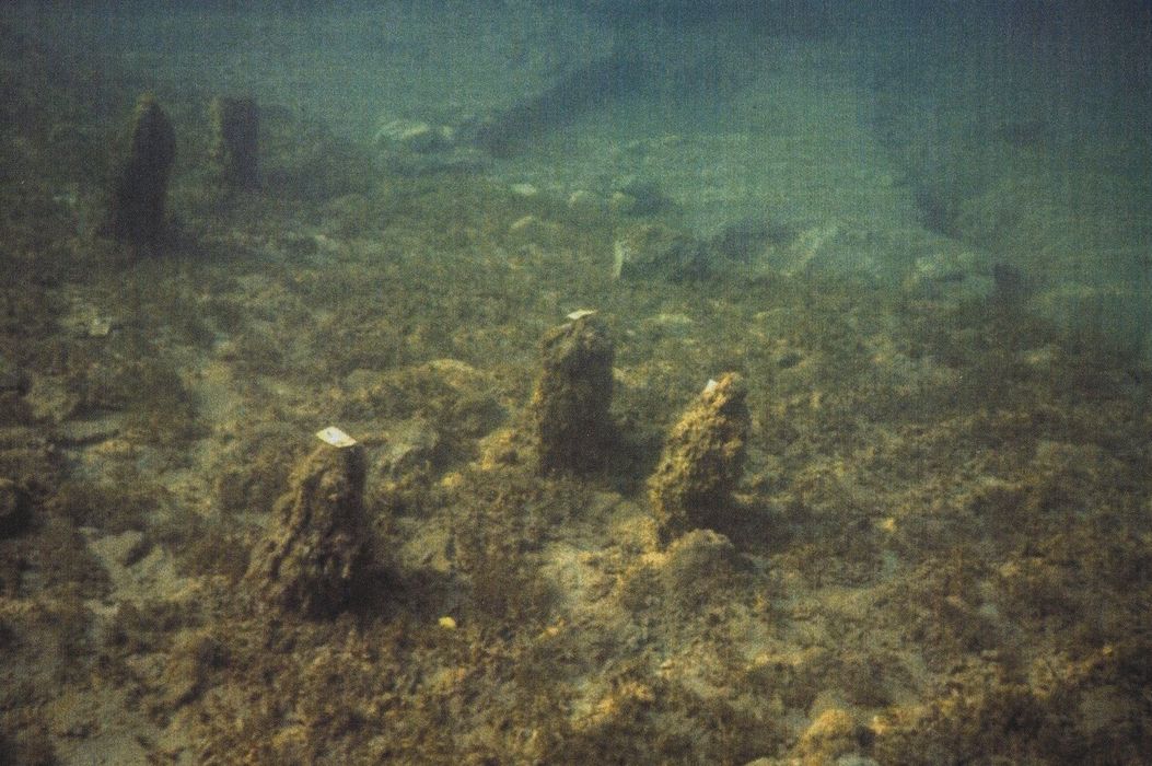 Site archéologique des Marais immergé dans le lac d'Annecy : Vue subaquatique, pieux groupés et plage de galets, vue partielle