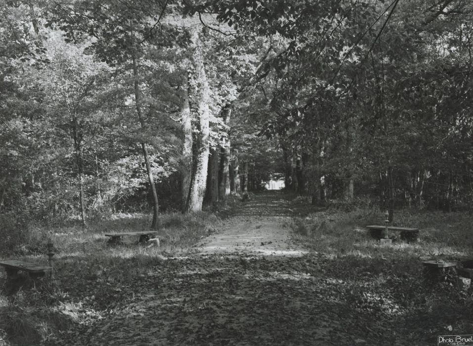 parc, vue générale d’une allée forestière