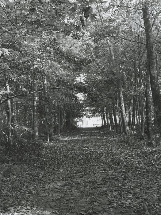 parc, vue générale d’une allée forestière