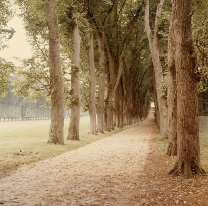 parc, allée de tilleuls en direction du Nord-Est