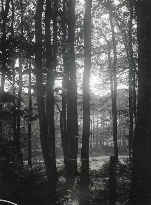 parc, vue partielle