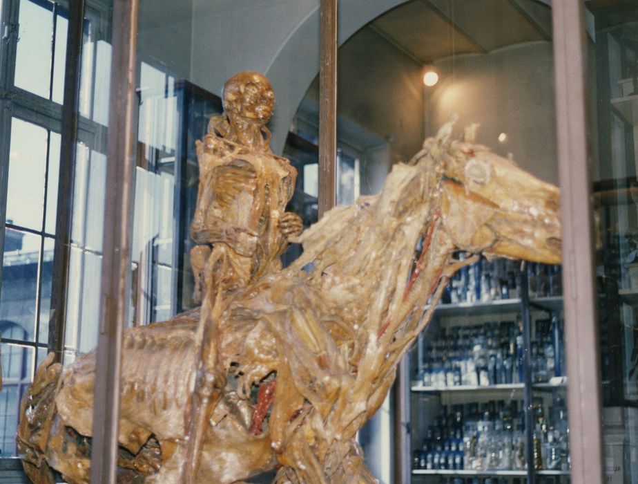 écorché : Cavalier et cheval