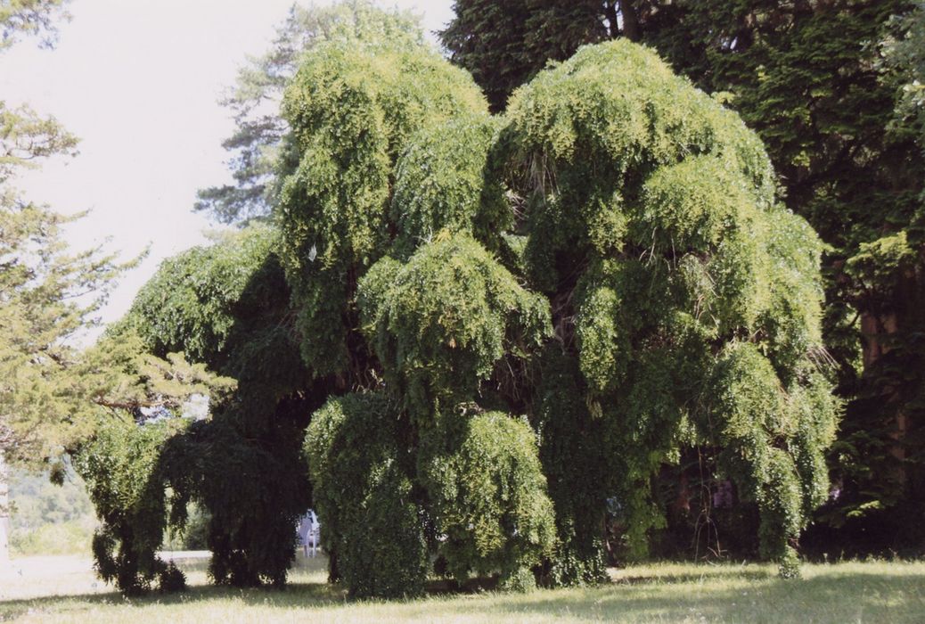 parc, arbre remarquable : Sophora Japonica pendula