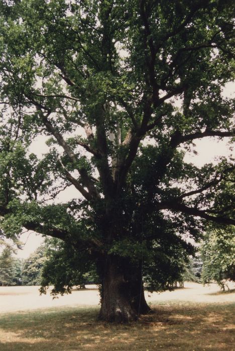 parc, chêne dit « Saint-Louis »