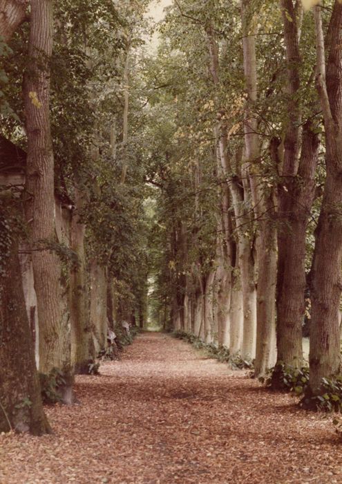 parc, allée de tilleuls