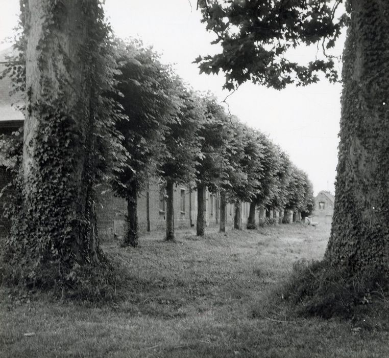 parc, allée d’arbres