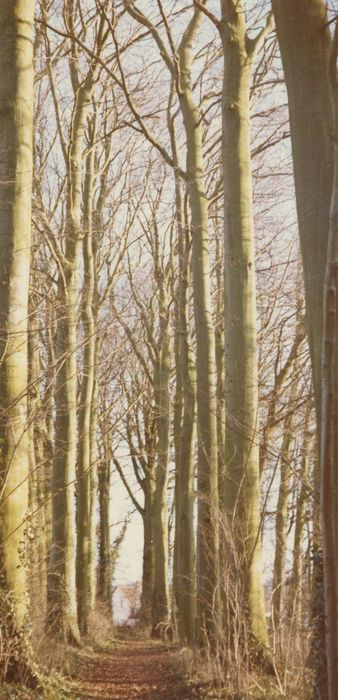 parc, allée de hêtres sur l’ancien rempart