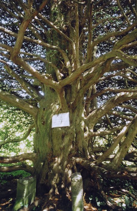 jardin nord, détail d’un if remarquable