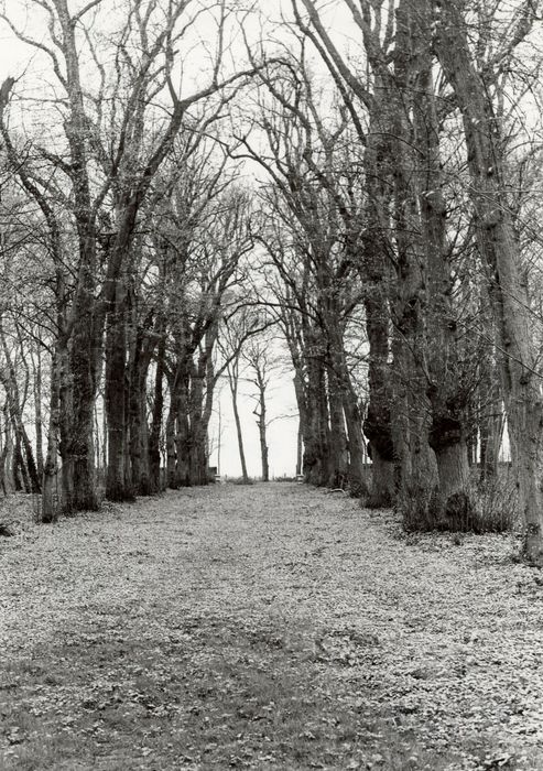 parc, allée de tilleuls sud