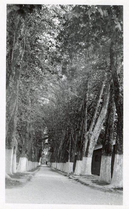 parc, grande allée de platanes