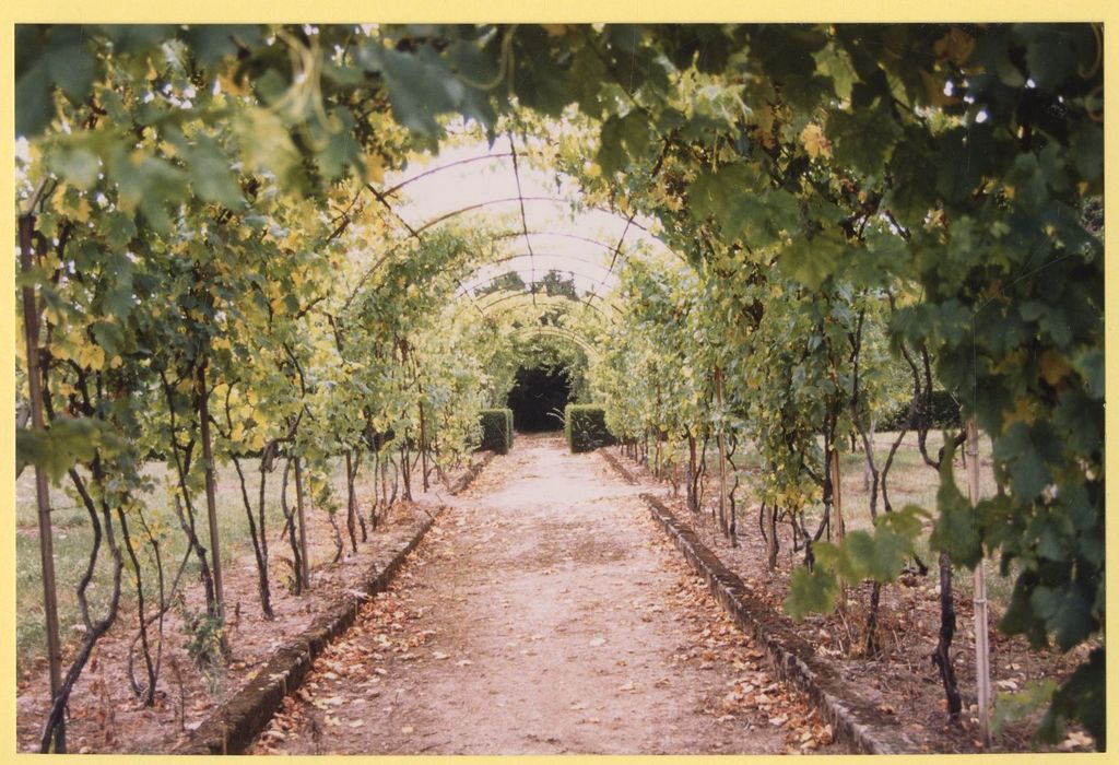 potager, treille