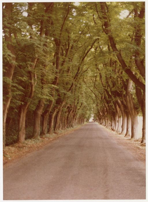 allée de tilleuls d’accès sur au château