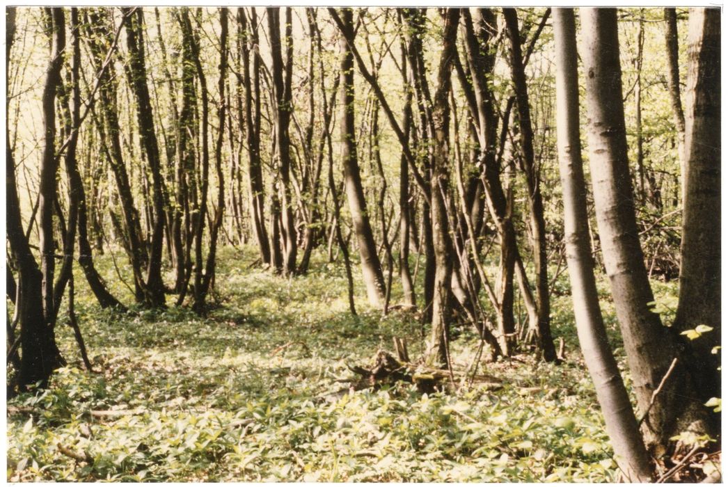 vue partielle du site (rempart ouest)