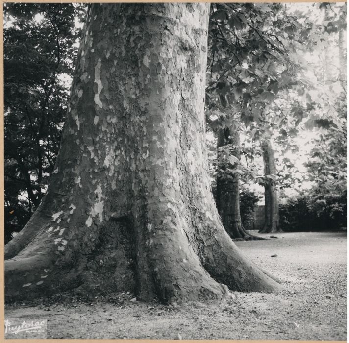parc, platane