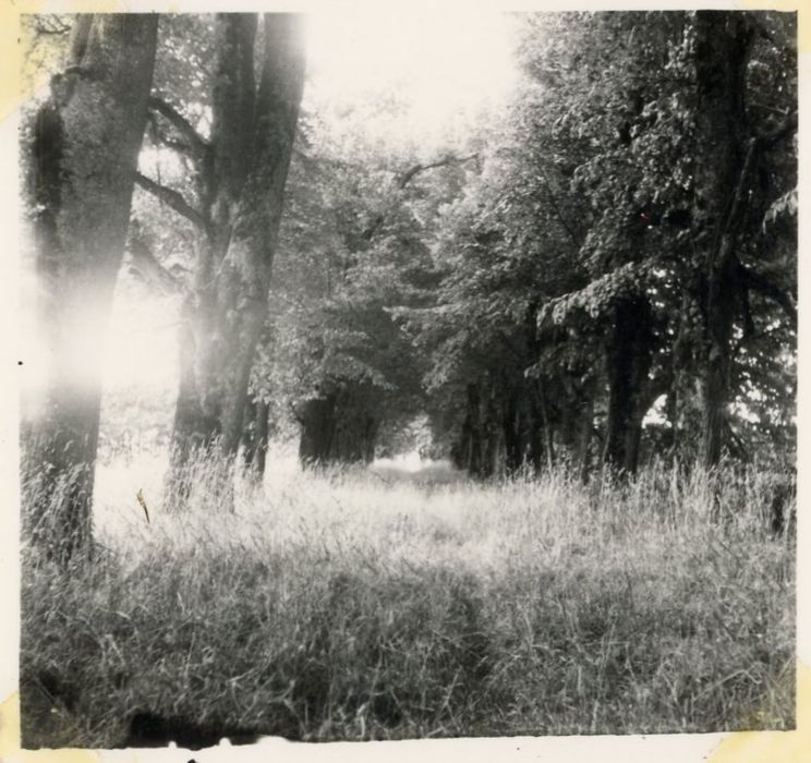 parc, allée de tilleuls encadrant le parterre