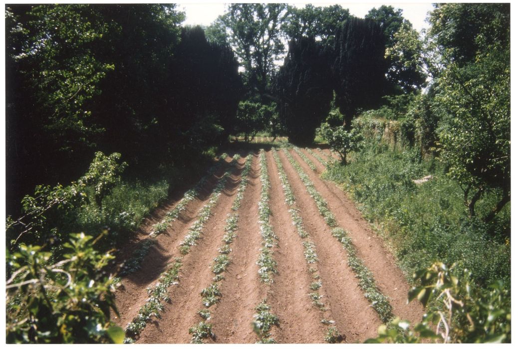 potager, vue partielle