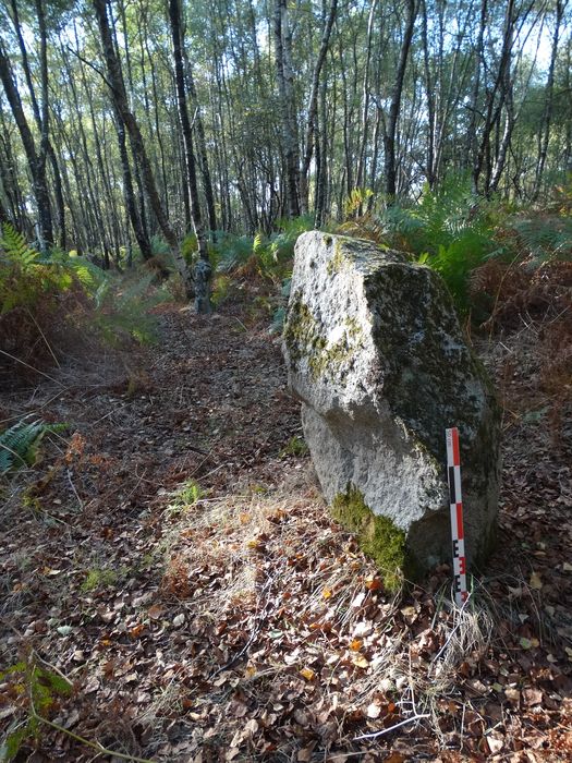 Cinq menhirs alignés : Vue partielle