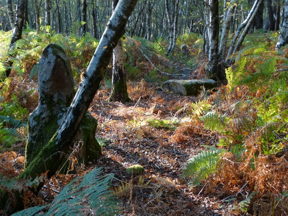 Cinq menhirs alignés : Vue partielle