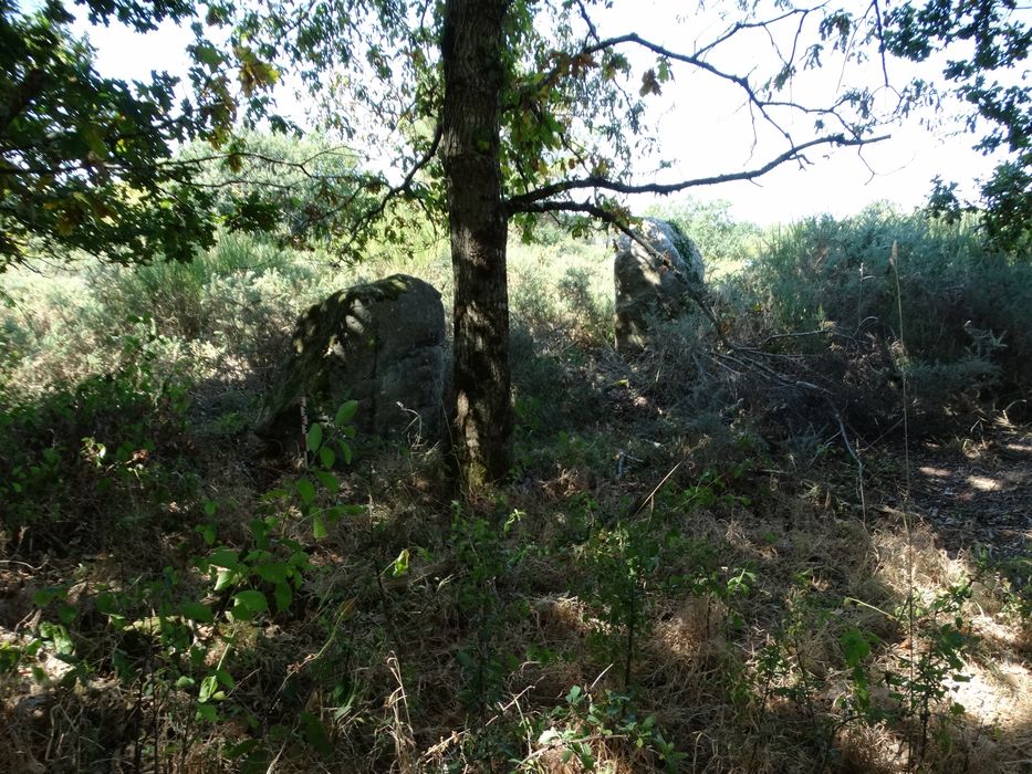 Menhirs alignés : Vue générale