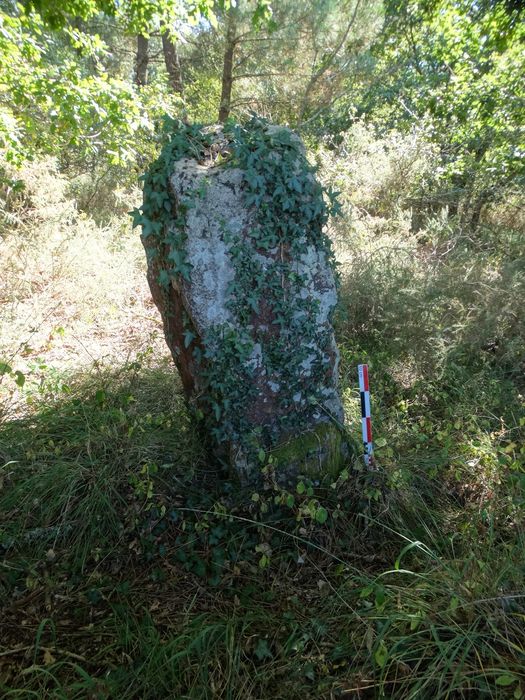 Menhir : Vue générale