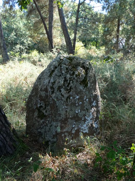 Menhir : Vue générale