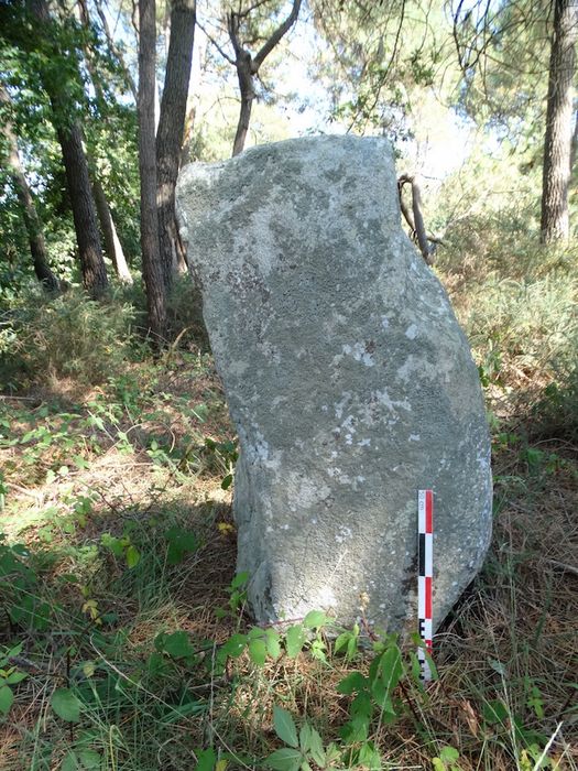 Menhir : Vue générale