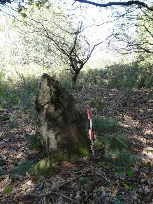 Menhir : Vue générale