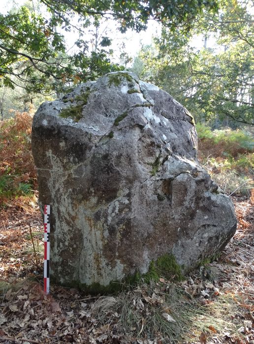 Menhirs alignés : Vue partielle du site