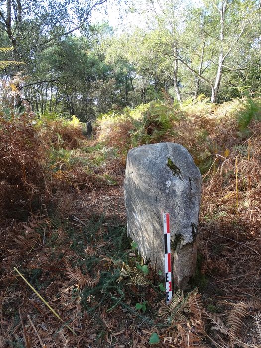 Menhirs alignés : Vue partielle du site