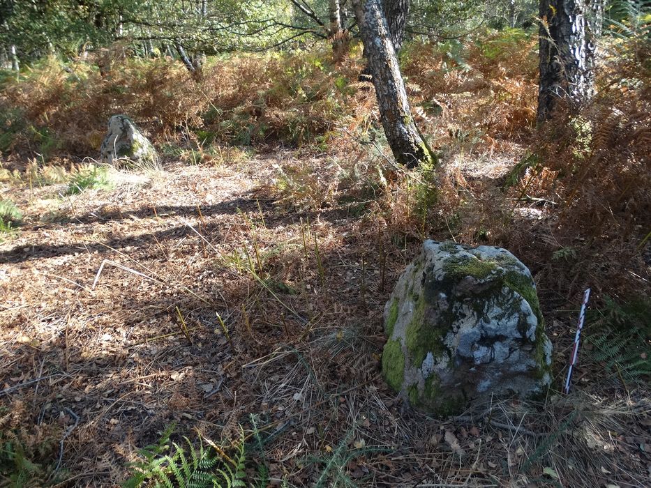 Menhirs alignés : Vue partielle du site