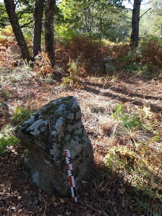 Menhirs alignés : Vue partielle du site