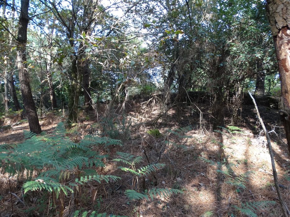 Tumulus : Vue générale du site depuis l'Ouest