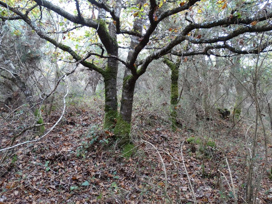 Tumulus circulaires : Vue partielle du site