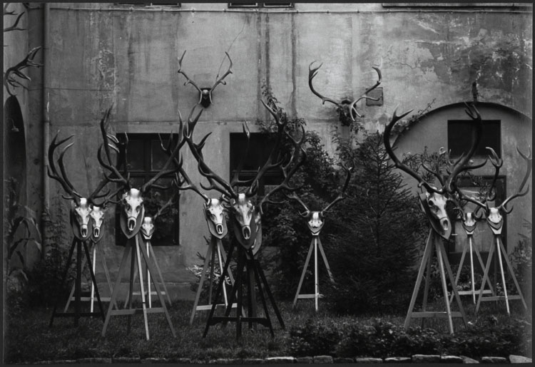 Trophés de cerfs des chasseurs allemands, installés sur des chevalets
