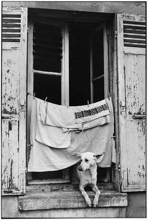 12 rue de Domrémy, Paris 13e arrondissement, 1979 ; [Chien à la fenêtre]