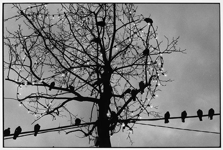 Noël aux Champs-Élysées, Paris, 1983 ; [Pigeons dans un arbre illuminé]