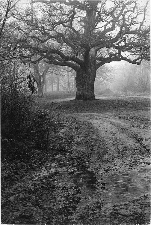 Le chêne d'Antin, forêt de Sénart (Seine-et-Oise), 1966