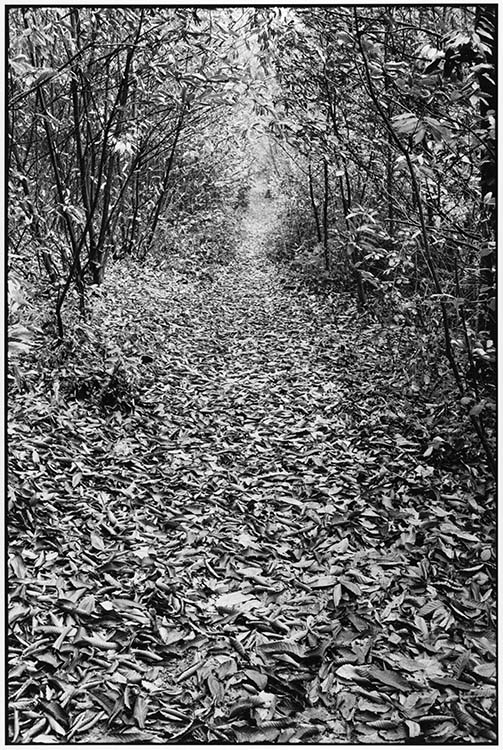 Bois de Saint-Cucufa, Rueil-Malmaison (Hauts-de-Seine), 1972