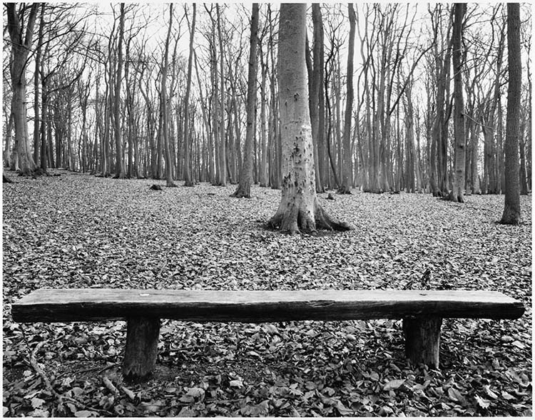 Grand bois maussade à ménager, forêt de Carnelle (Val-d'Oise), 1979