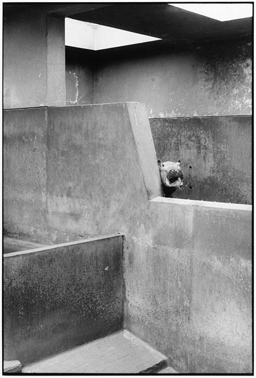Zoo de Vincennes, hippopotame, Paris, 1990