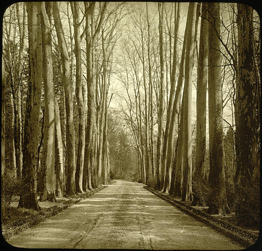 Allée de platanes dans le parc : vue perspective