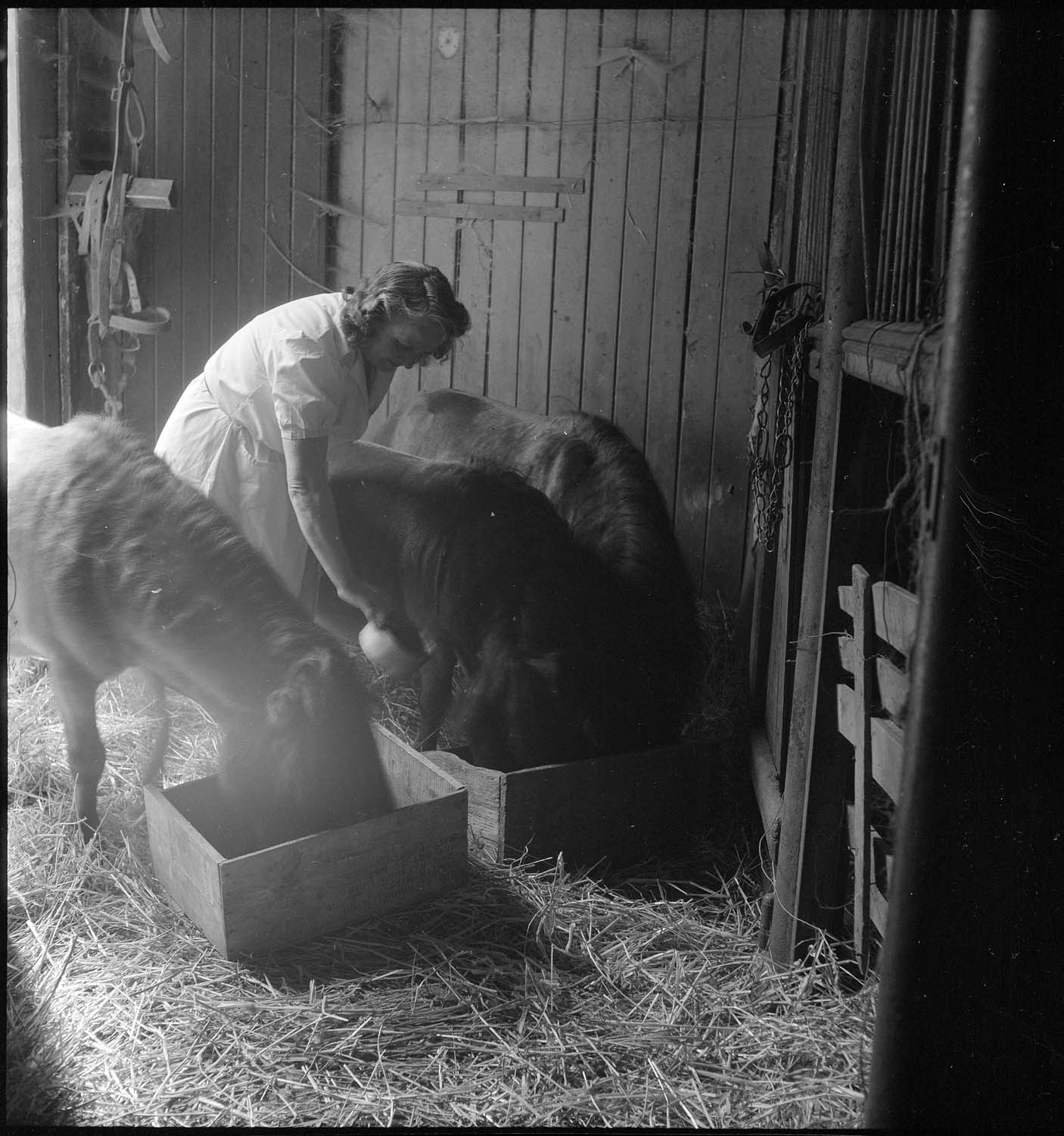 Élevage de poney