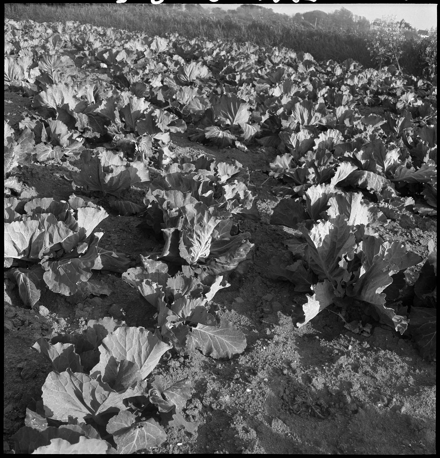 Plantation de choux