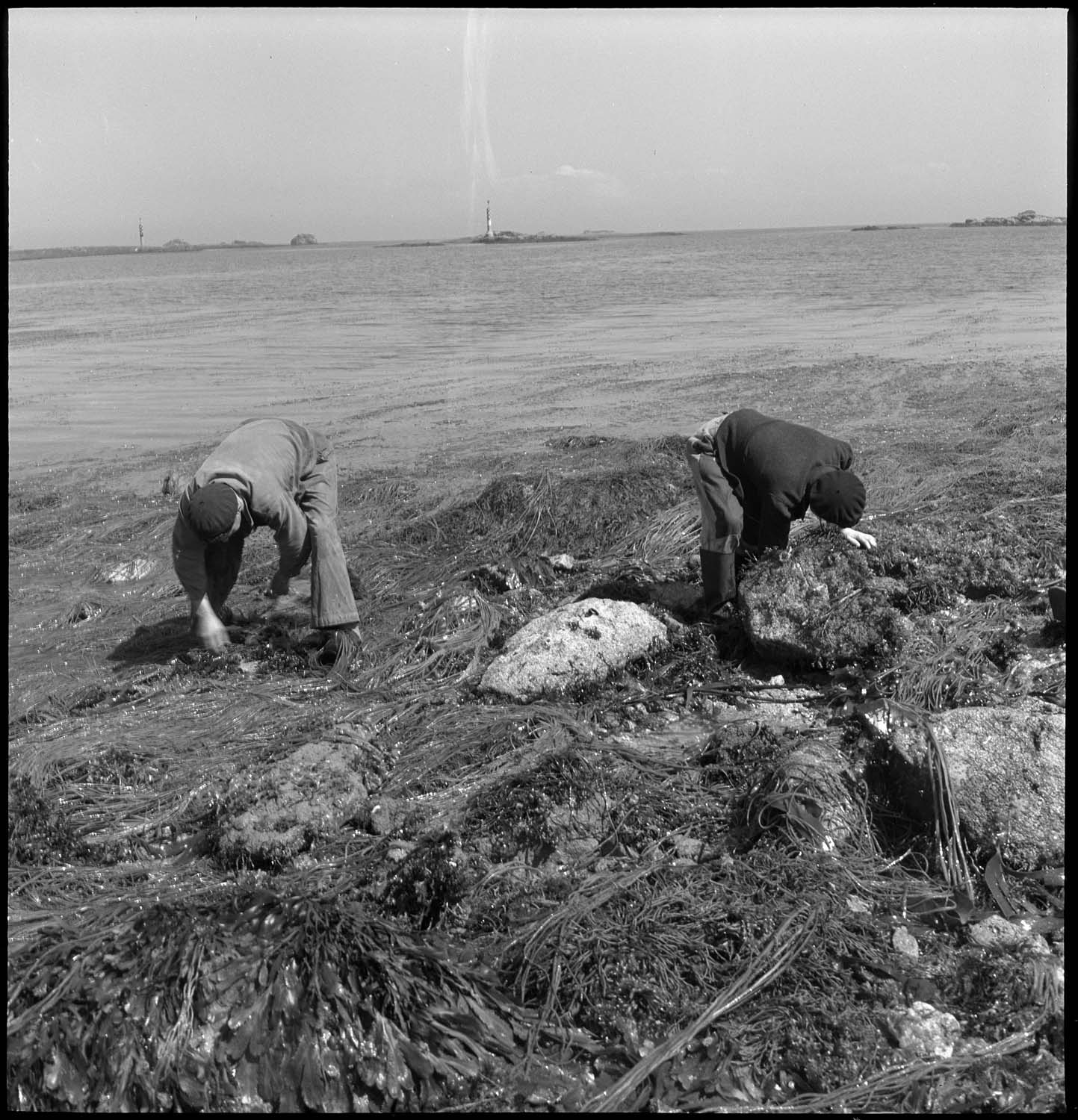 Pêche au crabe à marée basse