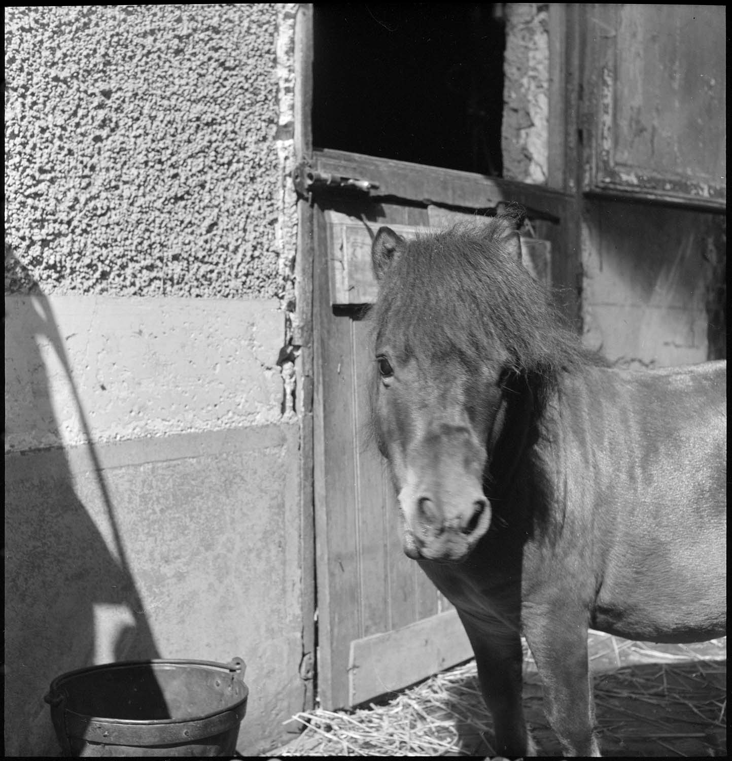 Poney se mirant dans l’objectif
