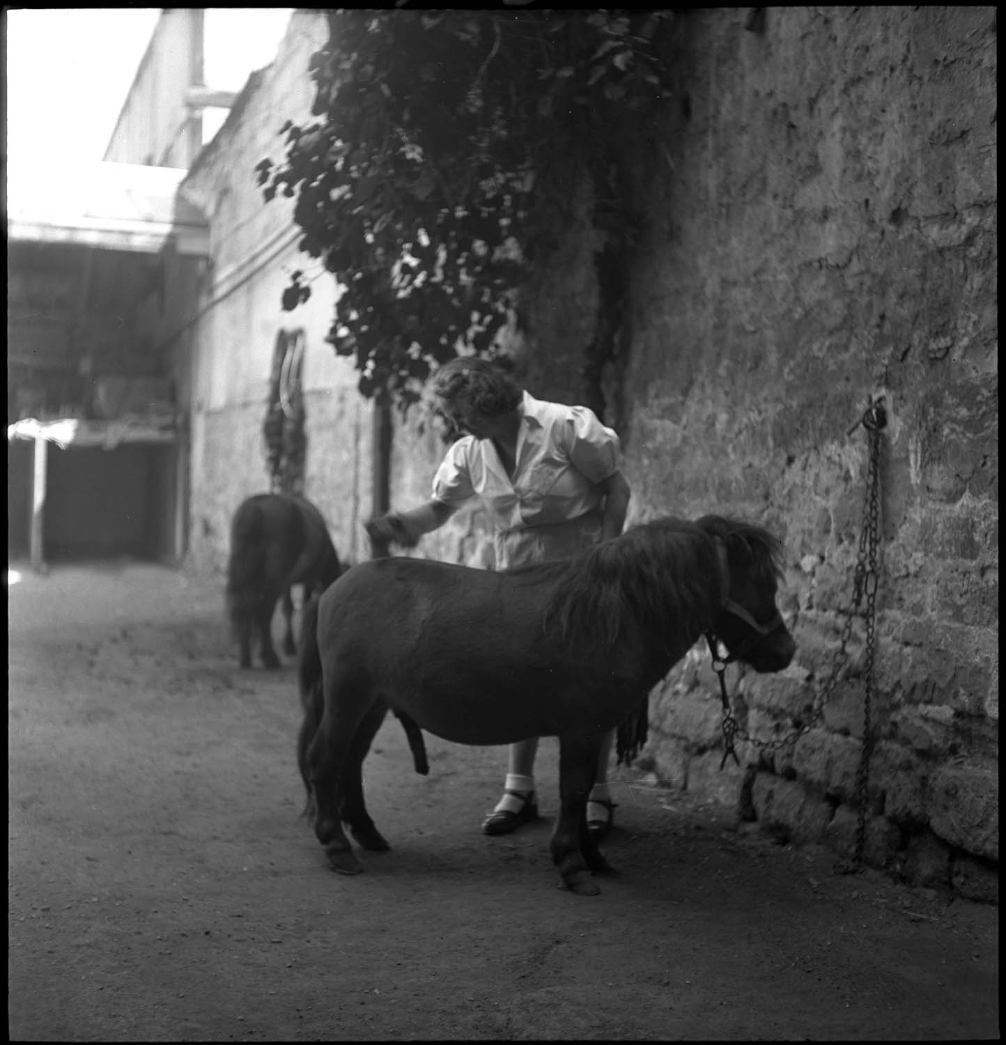 Poney, l’heure de la toilette