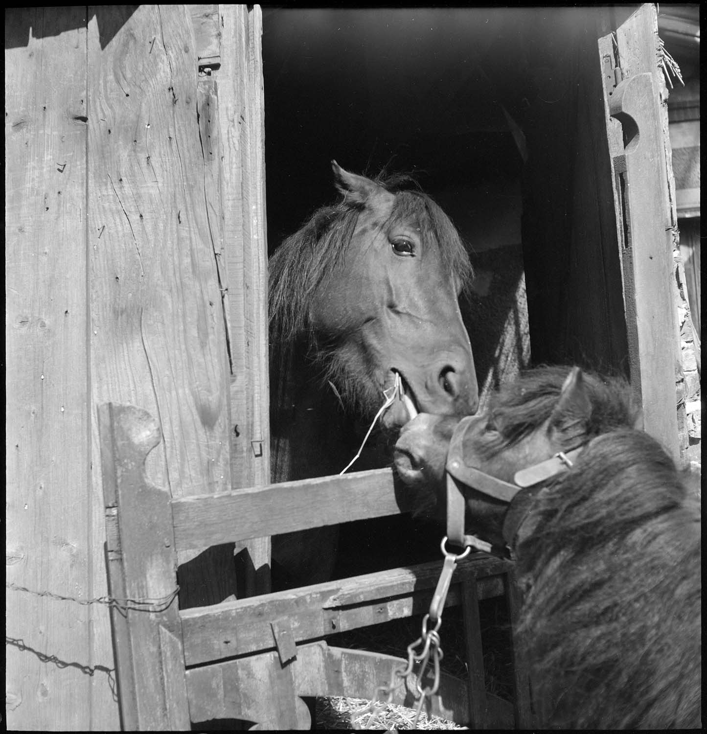 Moment de tendresse aux écuries
