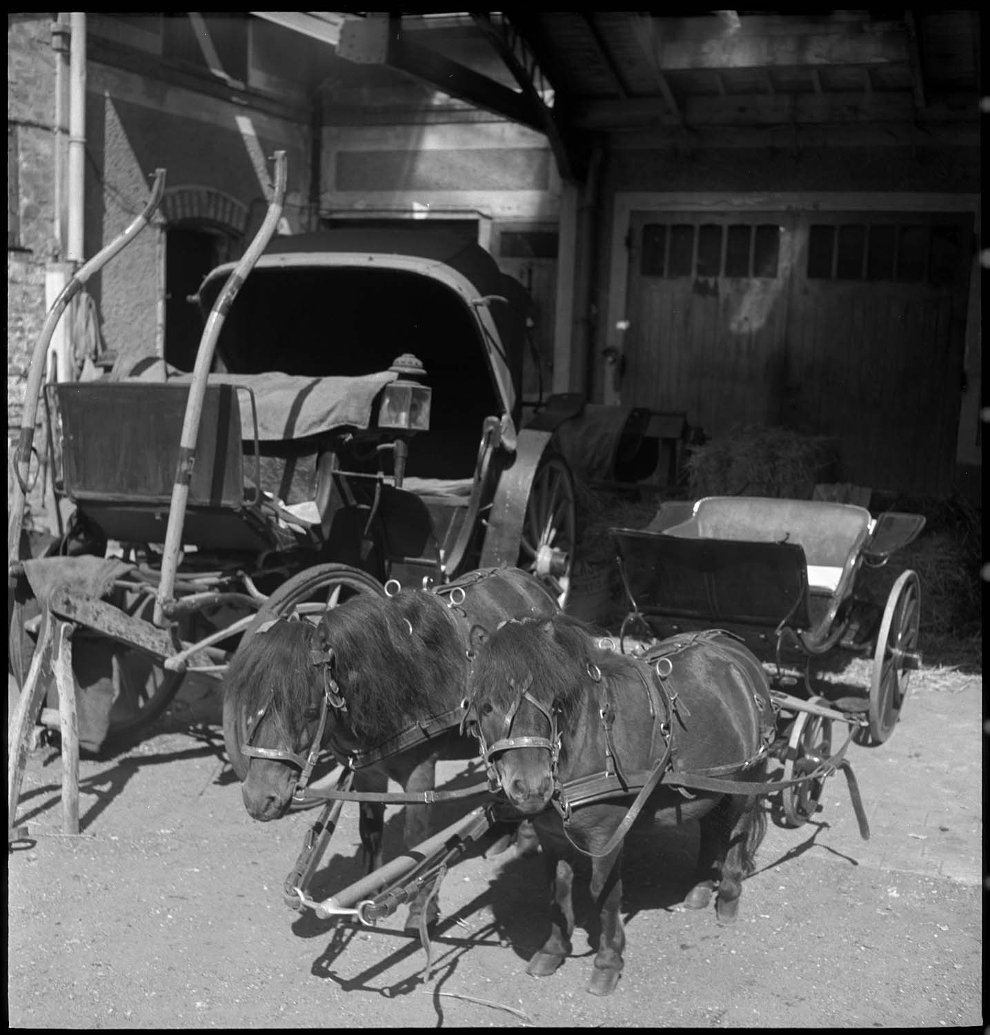 Poneys attelés et calèche